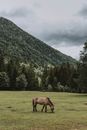 Bay roan domestic horse grazing on grassy meadow surrounded by picturesque green mountains in valley