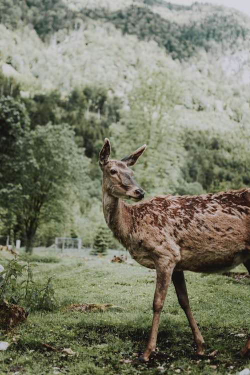 Um Cervo Bonito Pastando Em Um Prado Verde Em Um Vale Selvagem