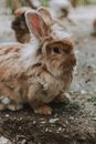 High angle of adorable fluffy Lionhead rabbit sitting on ground in countryside in daytime