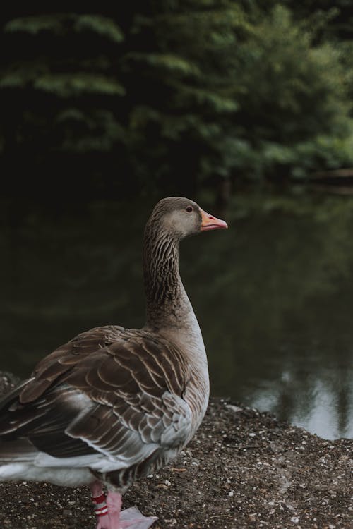 Adorable goose standing on lake shore in park