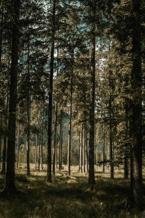 Picturesque scenery of tall pine trees growing on grassy ground in forest on sunny day