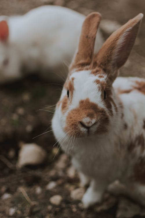 High angle of cute fluffy spotted rex rabbit sitting on ground in farmyard and looking at camera