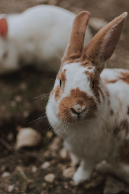 Free High angle of cute fluffy spotted rex rabbit sitting on ground in farmyard and looking at camera Stock Photo