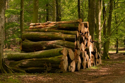 A Pile of Wood Logs in the Forest