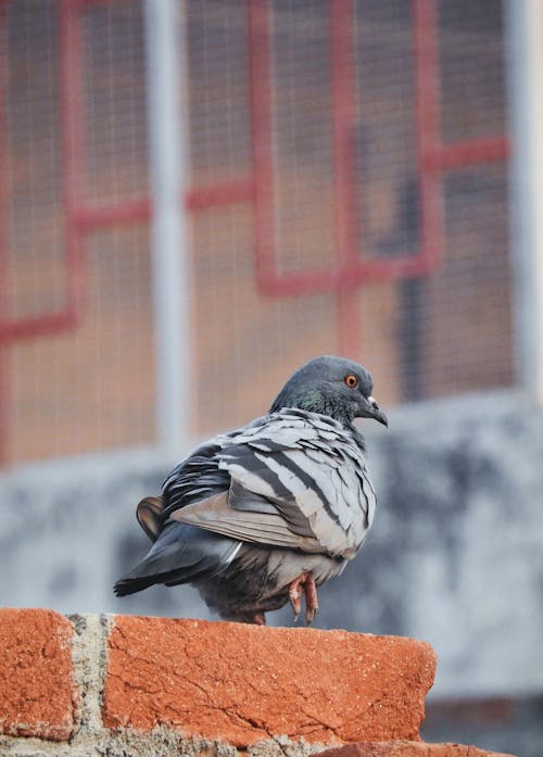 Back view of common pigeon sitting on brick border on street and observing territory