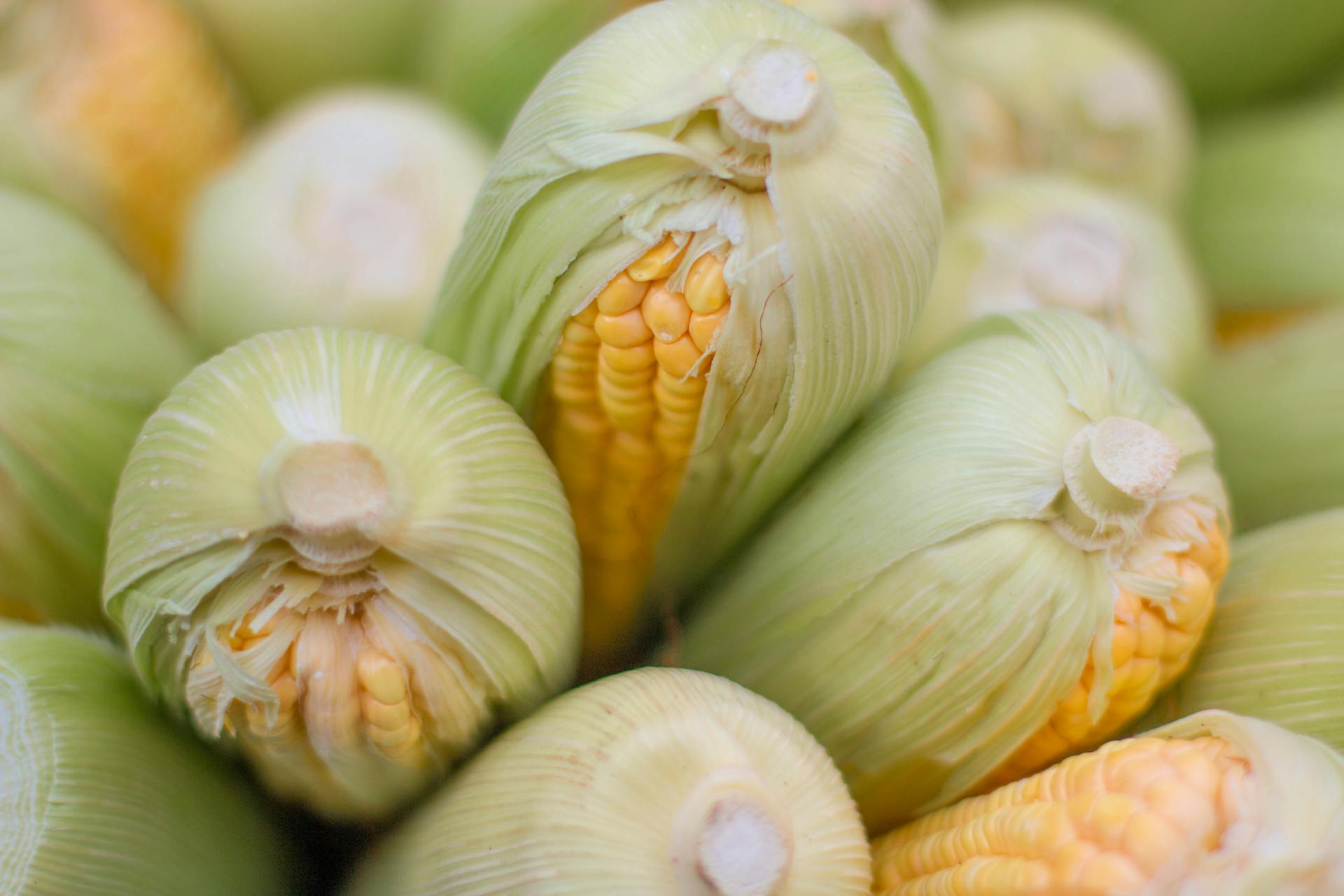 Close-up of ripe corn ears freshly harvested, showcasing vibrant yellow kernels and green husks.