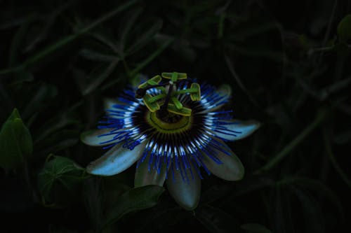 Free stock photo of bel fiore, bianco, blu