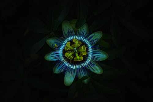 Free stock photo of bel fiore, bianco, blu