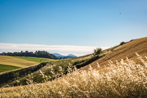 Kostnadsfri bild av åkermark, bergen, brunt gräs