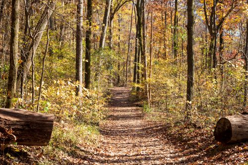 Free Peaceful forest path surrounded by vibrant autumn foliage and fallen leaves, capturing the essence of fall. Stock Photo