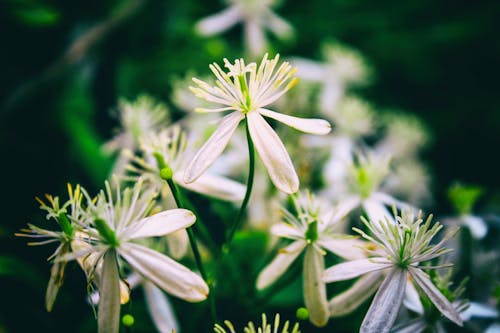 Základová fotografie zdarma na téma detailní květina květina hd, flowers wallpaper, krásné květiny