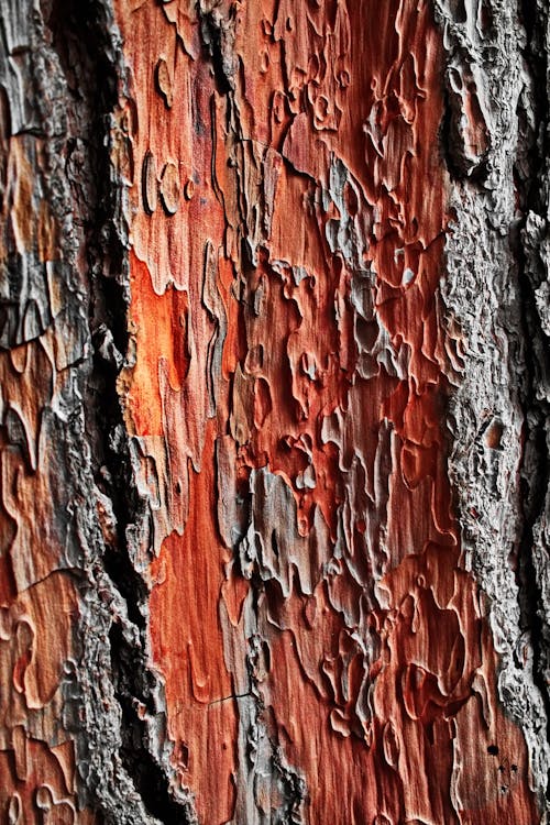 Tree trunk covered with bark