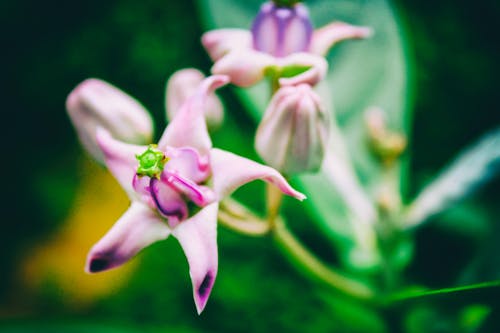 Základová fotografie zdarma na téma detailní květina květina hd, flowers wallpaper, krásné květiny