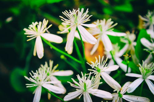 Základová fotografie zdarma na téma detailní květina květina hd, flowers wallpaper, krásné květiny