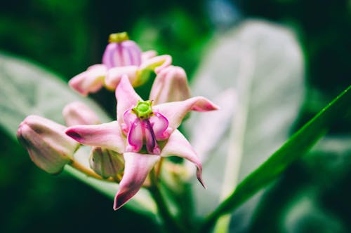 Základová fotografie zdarma na téma detailní květina květina hd, flowers wallpaper, krásné květiny