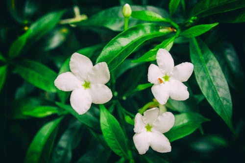 Základová fotografie zdarma na téma detailní květina květina hd, flowers wallpaper, krásné květiny