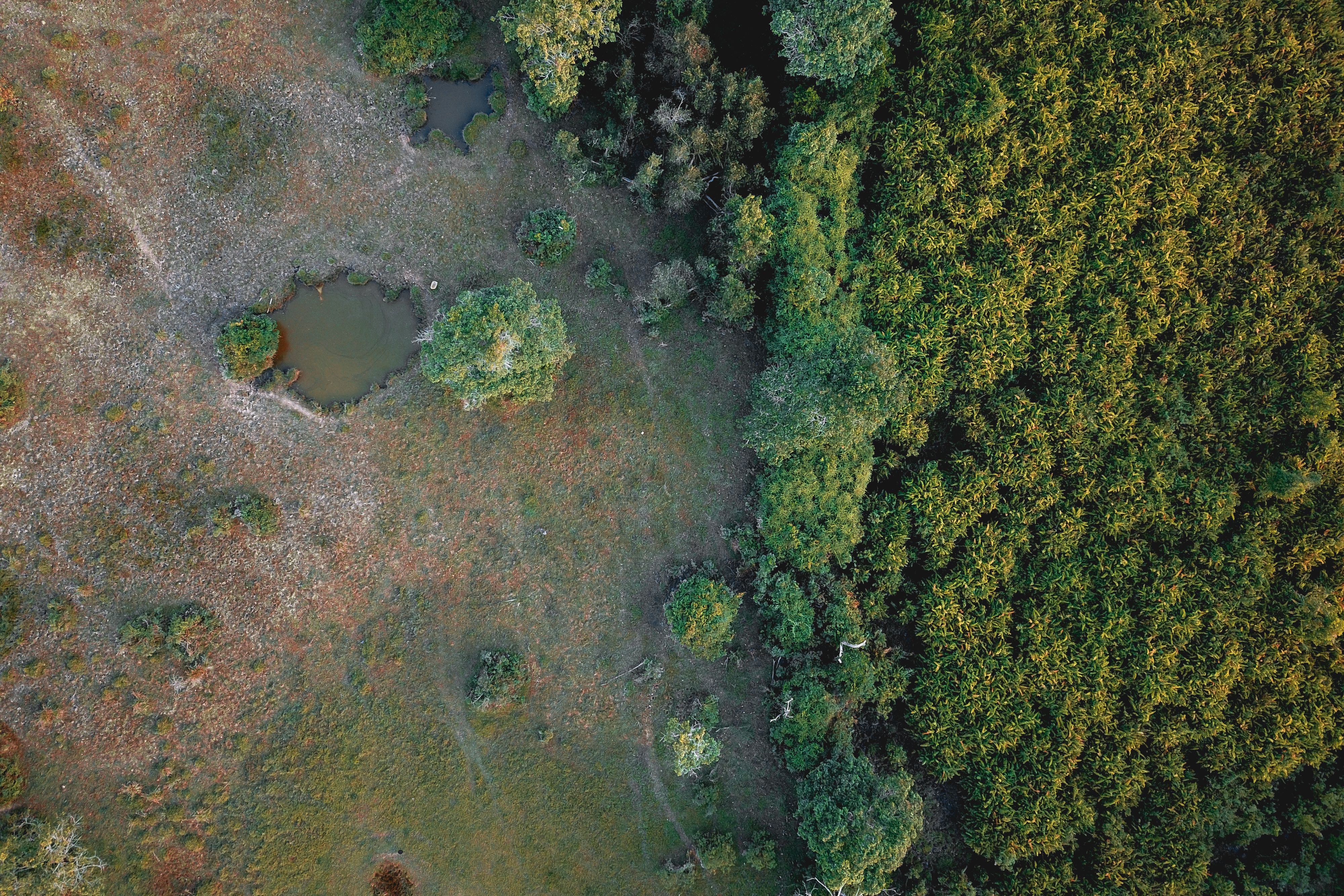 climate resilience ecosystem restoration — Photo by Pok Rie on Pexels