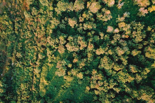 Foto profissional grátis de aéreo, agricultura, altura