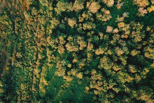Free Amazing aerial view of countryside with exotic lush green trees and fields at sunset Stock Photo
