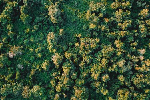 Drone view of fresh green trees growing in grassy field on sunny day