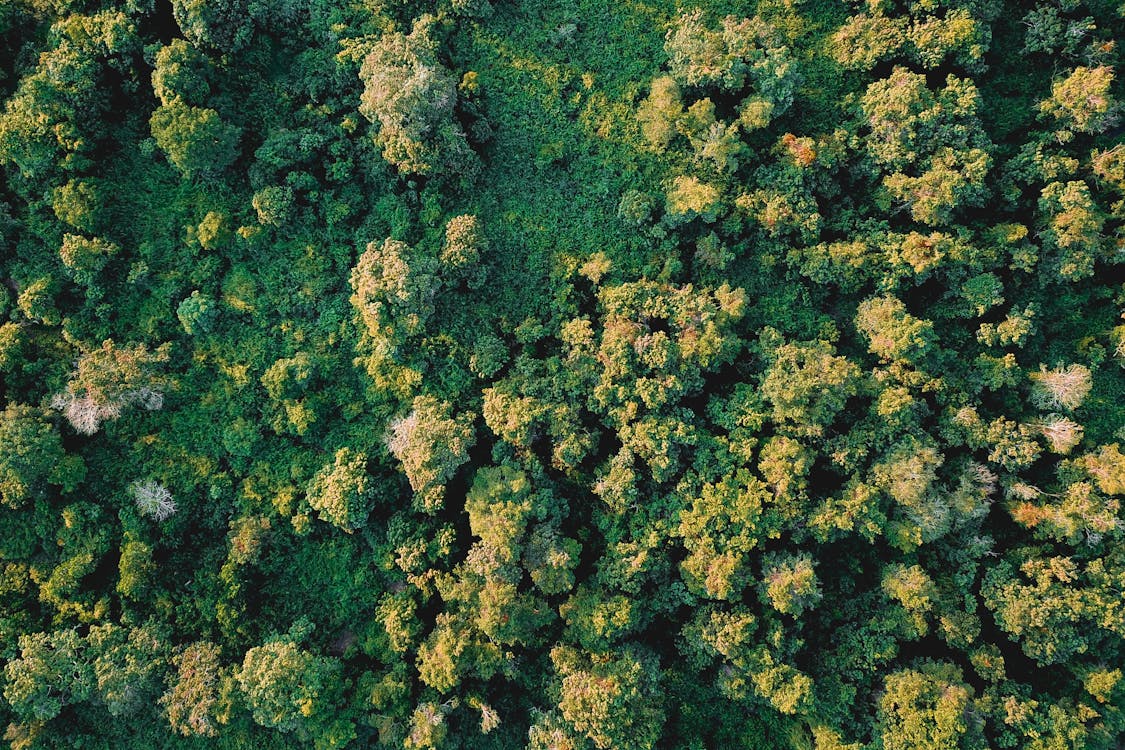 Foto profissional grátis de aéreo, agricultura, altura