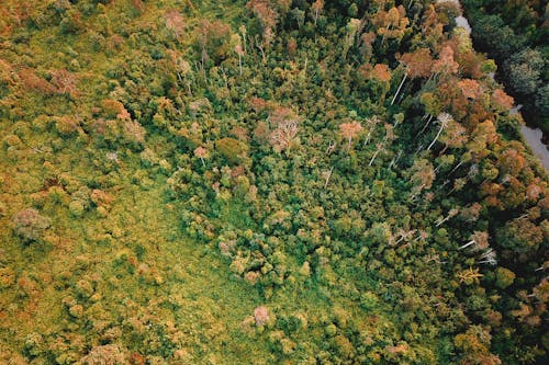 Majestic aerial view of wild nature with colorful autumn trees growing in forest in valley