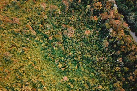 Majestic aerial view of wild nature with colorful autumn trees growing in forest in valley