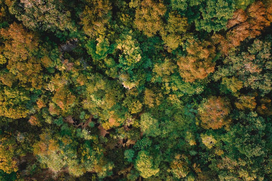 Incredible Victoria Falls Helicopter Tour with Guide Review: Soaring Over One of the Seven Natural Wonders Review 2026 - Drone view of lush autumn forest with picturesque colorful trees on sunny autumn day