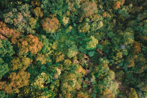 Free Spectacular aerial view of multicolored trees growing in valley on sunny autumn day Stock Photo