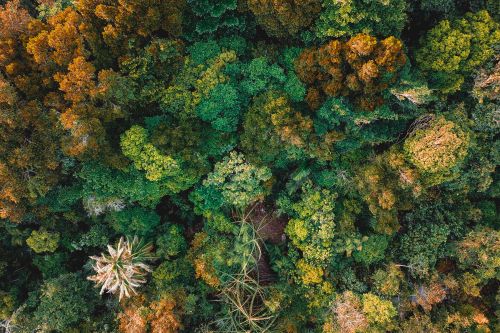 Free Spectacular aerial view of lush forest with colorful trees and plants on sunny autumn day Stock Photo