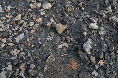 Free stock photo of autumn leaves, brown, brown leaf Stock Photo