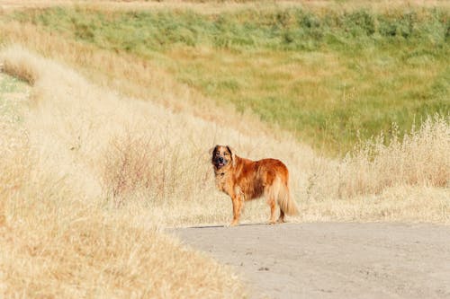 Imagine de stoc gratuită din animal de casă, animal domestic, câine