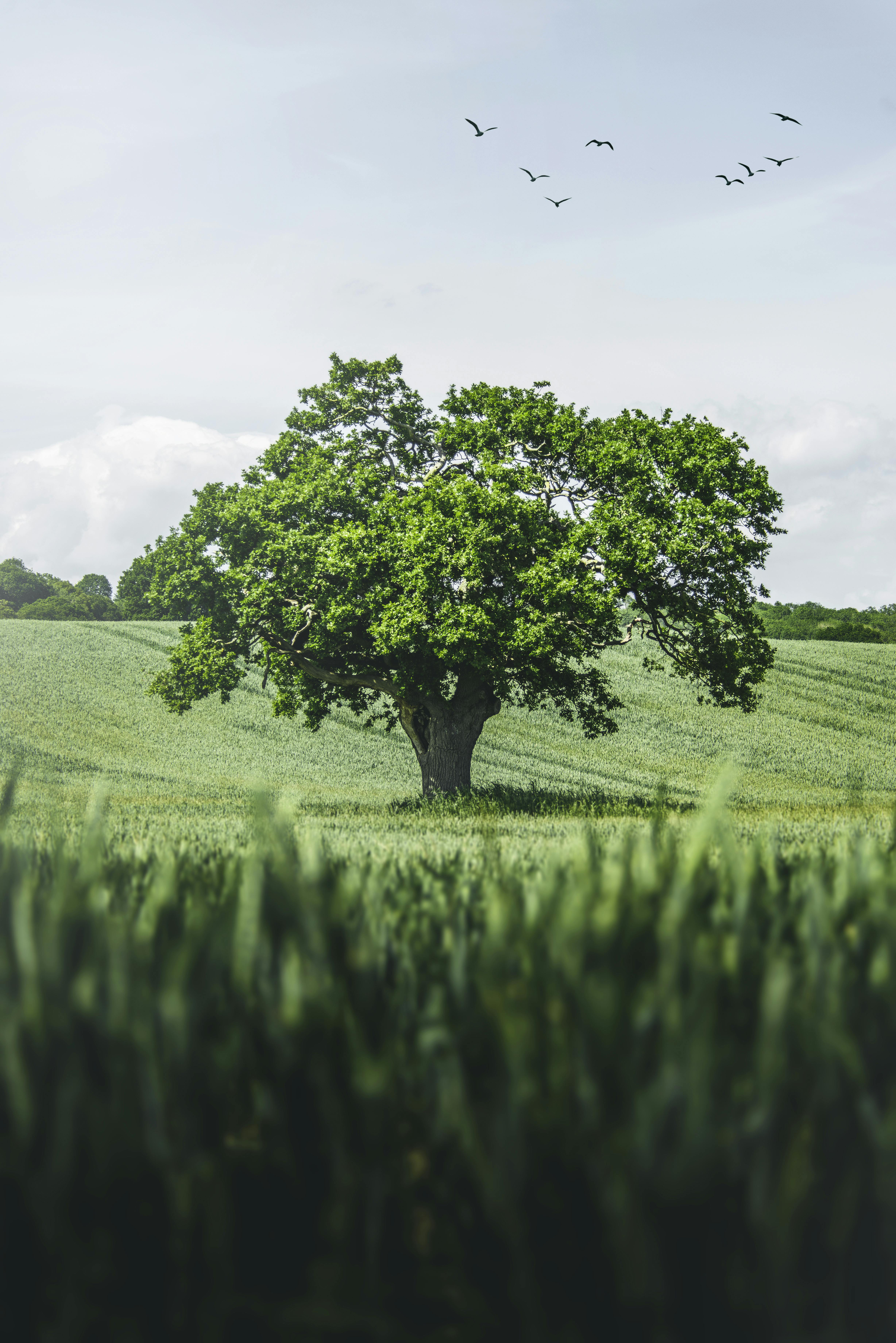 蓝天下，一棵寂静的橡树高高耸立在郁郁葱葱的绿色田野中，鸟儿飞过