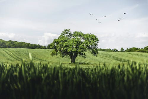 Birds Flying Over Green Tree on a Field of Grass