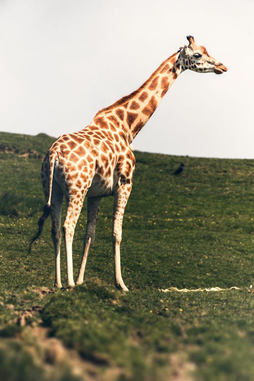 Giraffe on a Green Grass Field