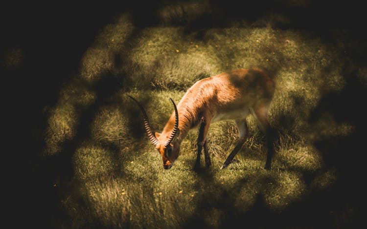 Mountain Gazelle Walking Through Valley