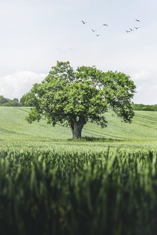 Бесплатное стоковое фото с дерево, одинокий, поле