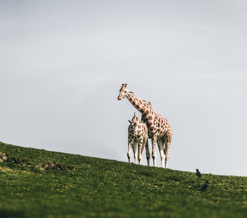 Giraffes on a Green Grass