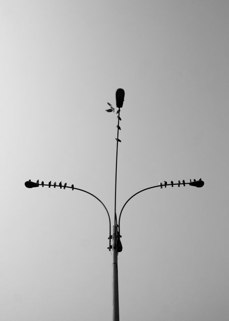 Black and white image of birds perched on a streetlight, showcasing minimalist urban wildlife.