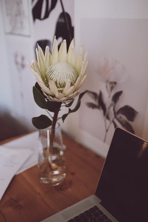 From above of light Protea cynaroides flower in transparent vase on wooden table near switched off laptop