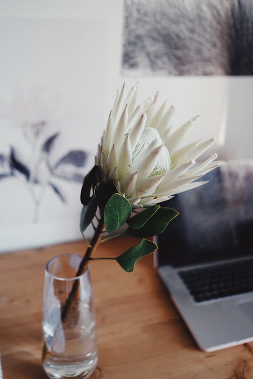 Free Light king protea flower in transparent vase on wooden table near laptop in light room Stock Photo