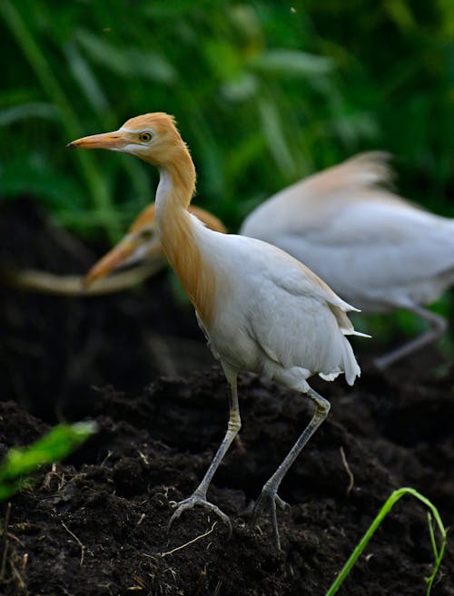 Full body of white yellow cattle egret with long feather and thin legs standing on brown ploughed soil in grass and looking ahead on blurred background