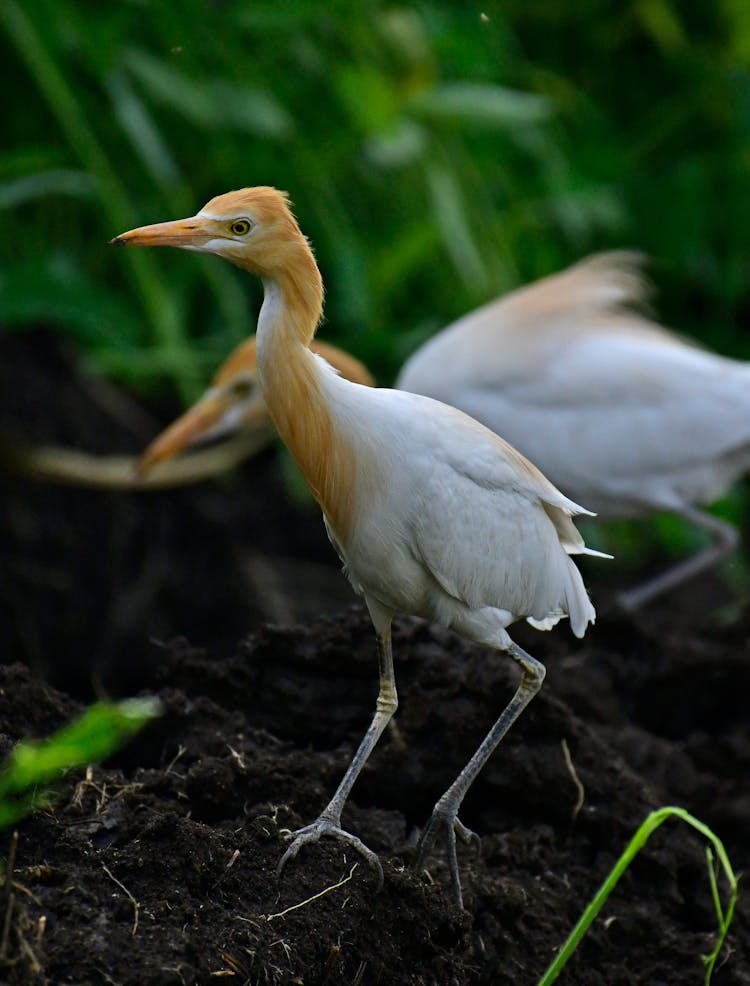 Bubulcus Ibis On Ground In Field