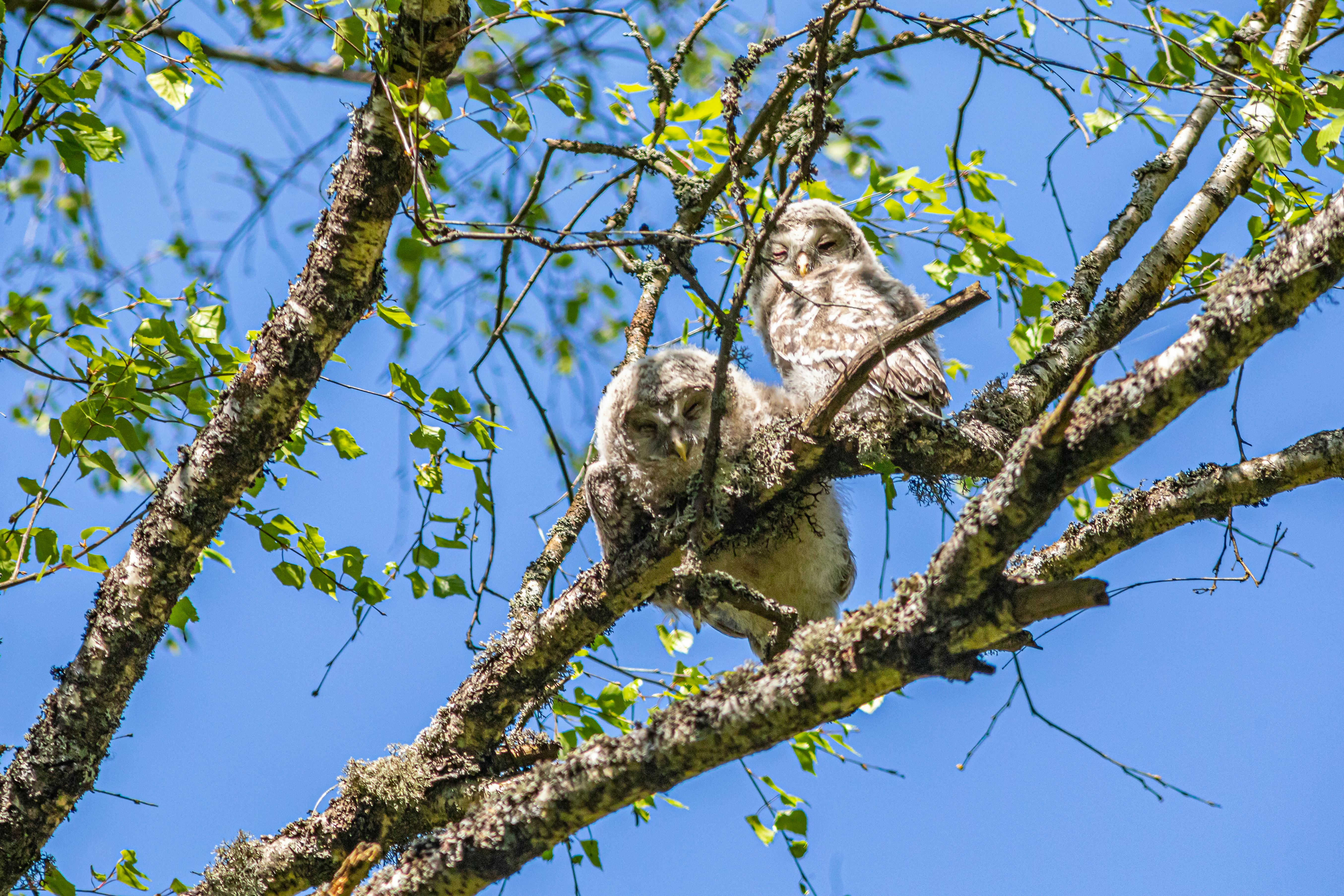 birds perched on a tree