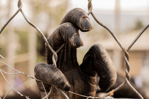 Free Hand of a Gorilla on a Metal Fence Stock Photo