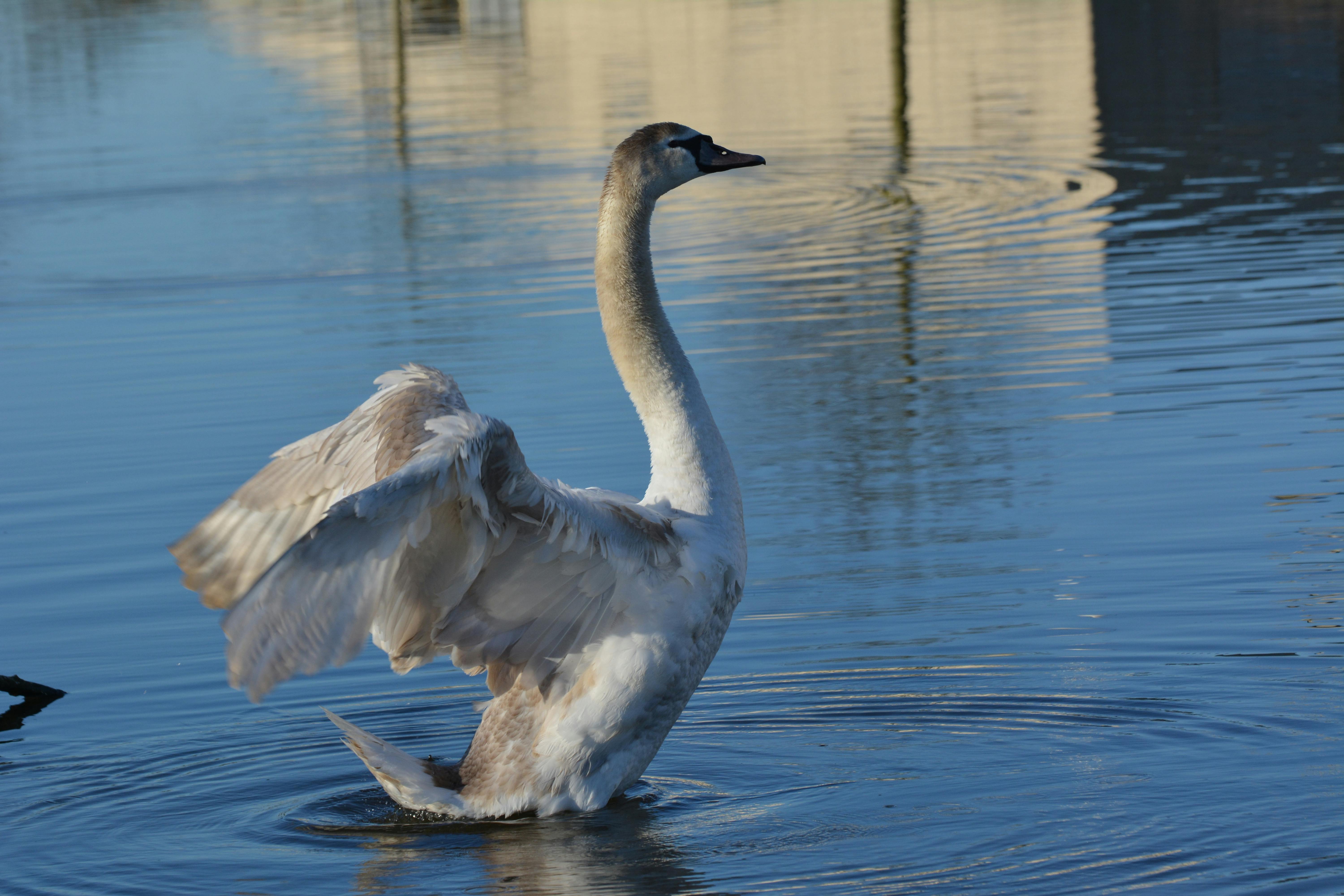 Free stock photo of swan, white swan, wings