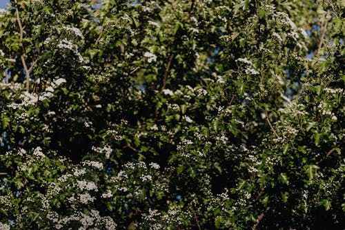 Green plants with tiny white blossoms growing in garden during cloudless sunny day