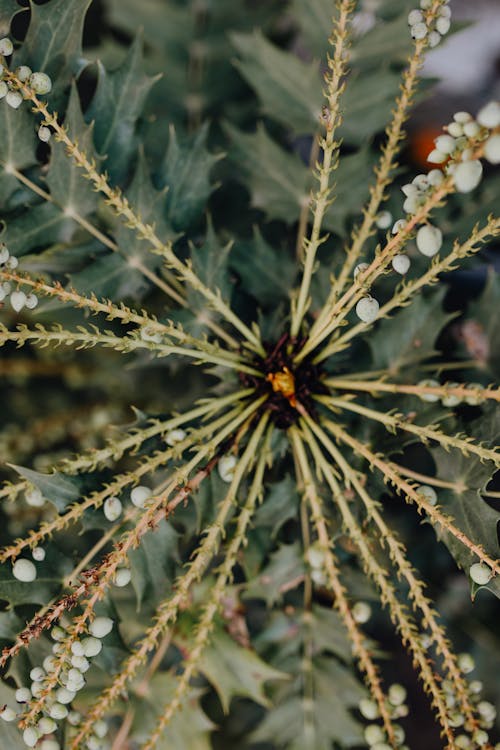 Exotic green plant growing in garden