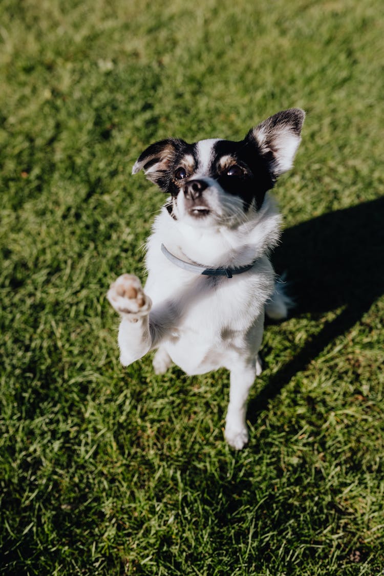 Cute Dog In Collar On Green Lawn