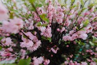 夏日阳光明媚，花园的树枝上开着嫩粉色的花朵